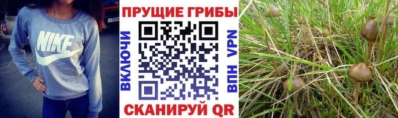 Псилоцибиновые грибы MAGIC MUSHROOMS закладка Заозёрный